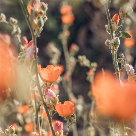 Gift Cards for Botanical Clothing